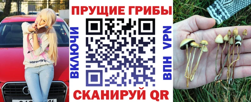 что такое   Среднеуральск  Галлюциногенные грибы Psilocybine cubensis 